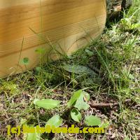 /home//u458753944/public_html/sourcegallery//////////////Frogs/More bullfrogs/P8150219.JPG